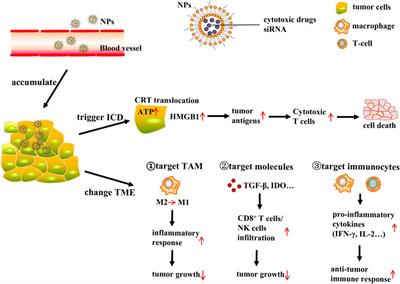 Triggering Immune System With Nanomaterials for Cancer Immunotherapy